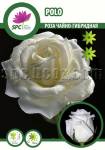 Polo rose