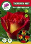 Tropicana Redy rose