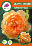 Rose Orange English