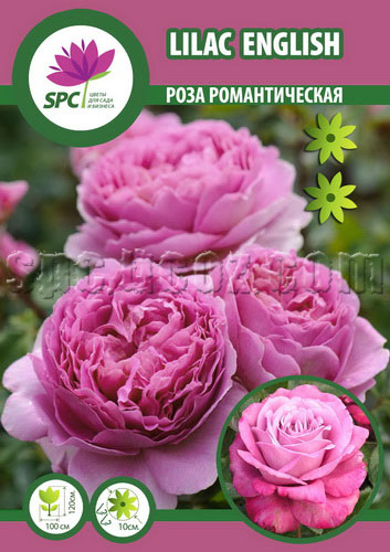 Rose Lilac English